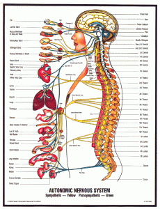 Nervous System