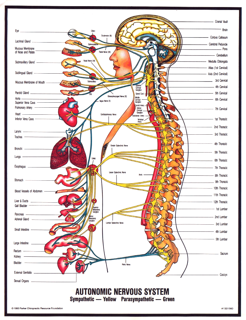 What is Chiropractic? | Tulsa Chiropractor - Schluter Chiropractic