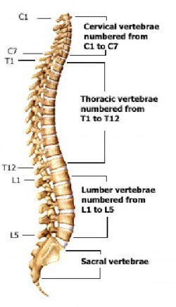 spinal segments - Schluter Chiropractic