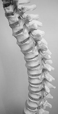 spine