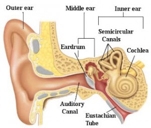 ear